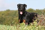 BEAUCERON 518